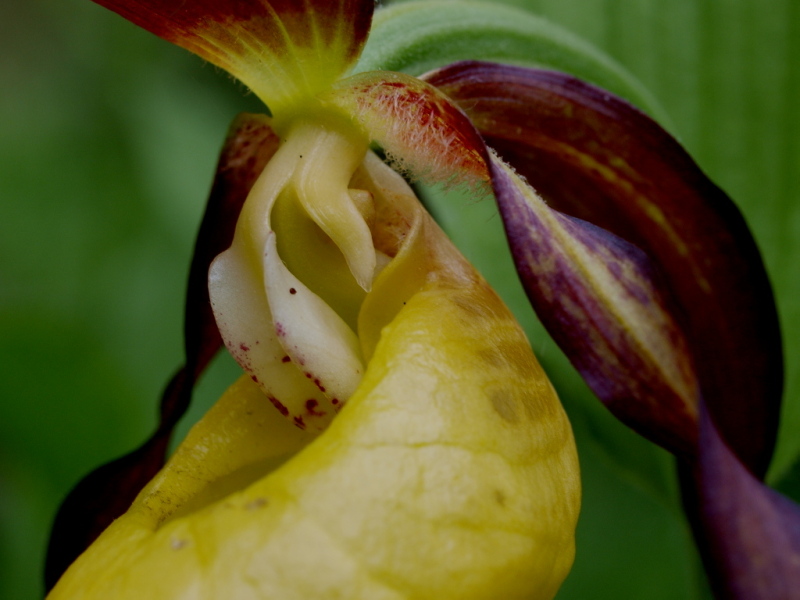 Dal Cadore 2 - Cypripedium calceolus